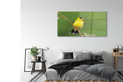 Obraz akrylowy Żółta papuga
