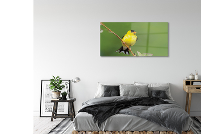 Obraz akrylowy Żółta papuga