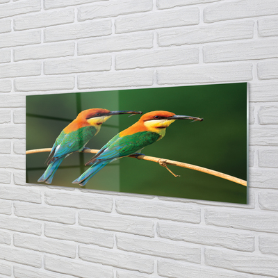 Obraz akrylowy Kolorowe papugi na gałęzi
