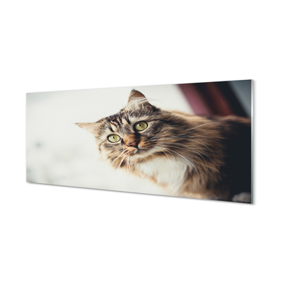 Obraz akrylowy Kot maine coon