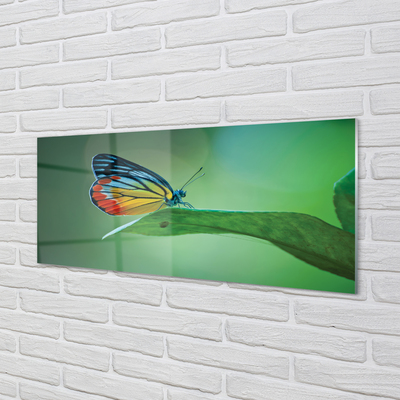 Obraz akrylowy Kolorowy motyl liść