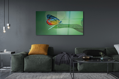 Obraz akrylowy Kolorowy motyl liść