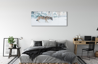 Obraz akrylowy Wilk zima las
