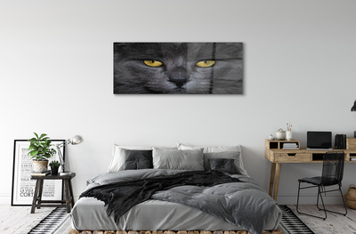 Obraz akrylowy Czarny kot