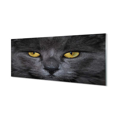 Obraz akrylowy Czarny kot