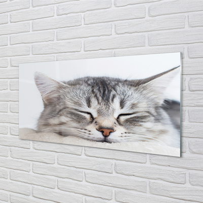 Obraz akrylowy Śpiący kot
