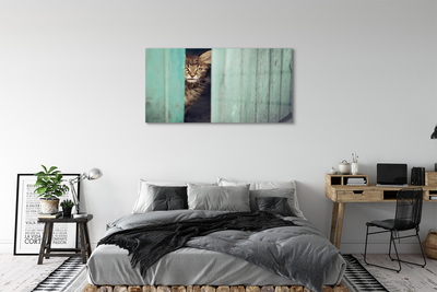 Obraz akrylowy Zaglądający kot