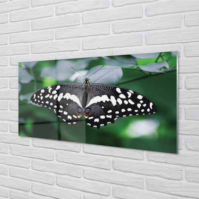 Obraz akrylowy Kolorowy motyl liście