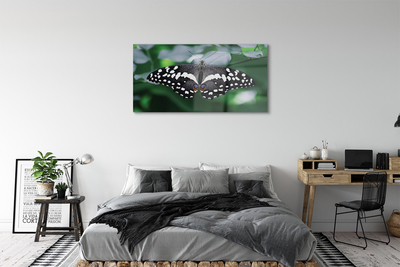 Obraz akrylowy Kolorowy motyl liście