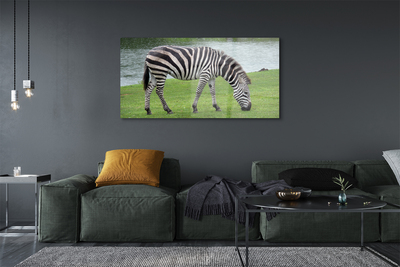 Obraz akrylowy Zebra
