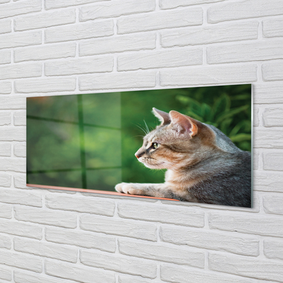 Obraz akrylowy Patrzący kot