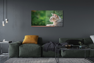 Obraz akrylowy Patrzący kot