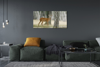 Obraz akrylowy Jeleń las
