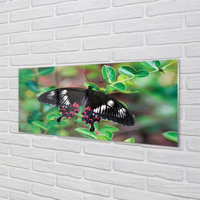 Obraz akrylowy Liście kolorowy motyl