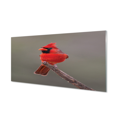 Obraz akrylowy Czerwona papuga na gałęzi