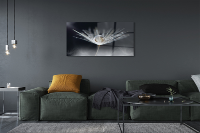 Obraz akrylowy Kropla dmuchawiec makro