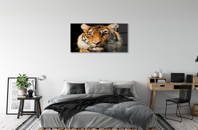 Obraz akrylowy Tygrys