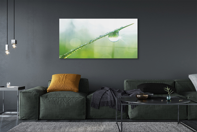 Obraz akrylowy Kropla trawa makro