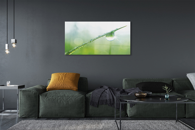 Obraz akrylowy Kropla trawa makro