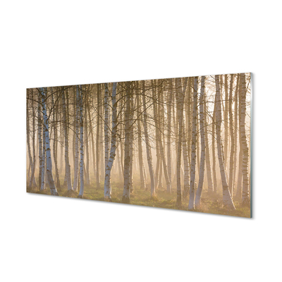 Obraz akrylowy Wschód słońca las drzewa