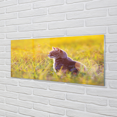 Obraz akrylowy Polujący kot