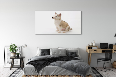 Obraz akrylowy Siedzący mały pies