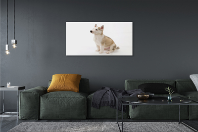 Obraz akrylowy Siedzący mały pies