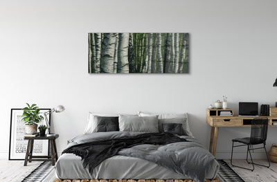 Obraz akrylowy Brzozy las