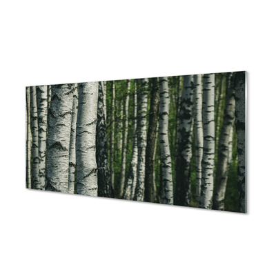 Obraz akrylowy Brzozy las