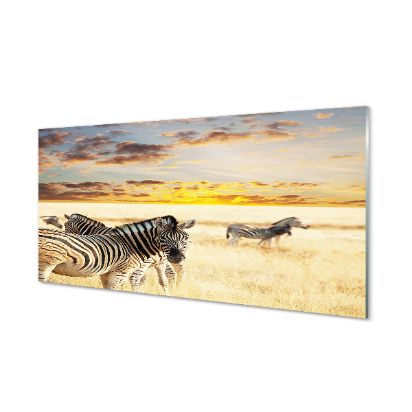 Obraz akrylowy Zebry pole zachód słońca