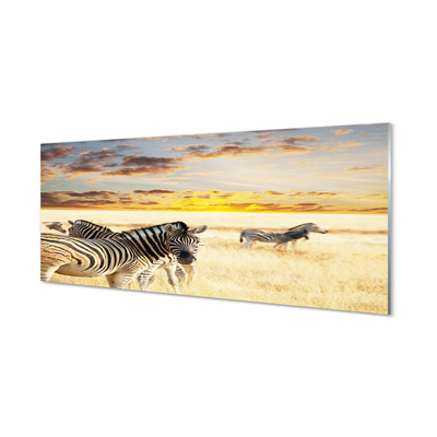 Obraz akrylowy Zebry pole zachód słońca