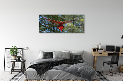 Obraz akrylowy Papuga ara