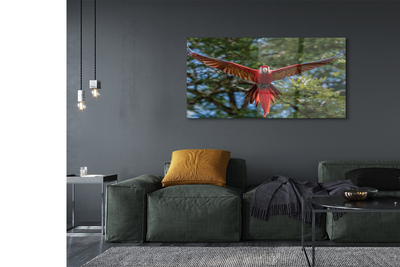 Obraz akrylowy Papuga ara