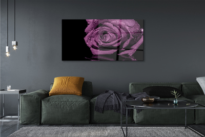 Obraz akrylowy Fioletowa róża