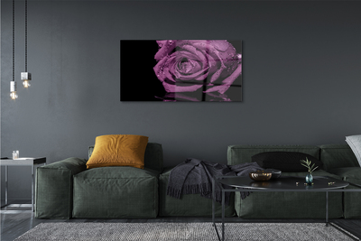Obraz akrylowy Fioletowa róża