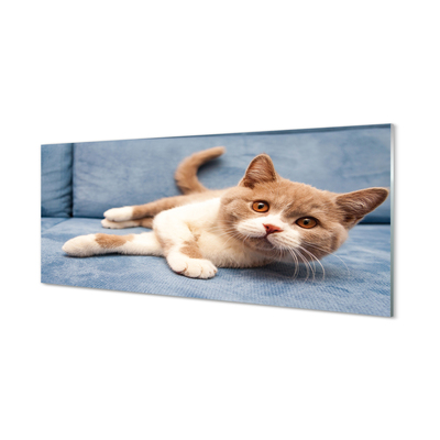 Obraz akrylowy Leżący kot