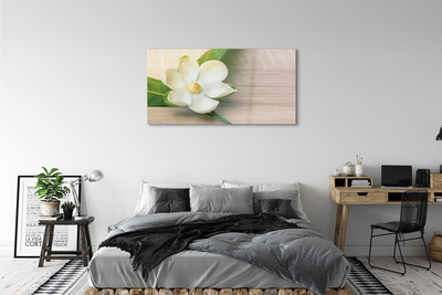 Obraz akrylowy Biała magnolia