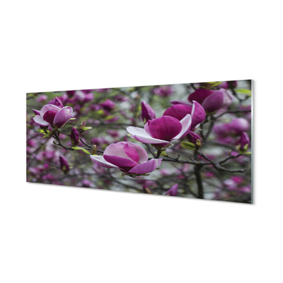 Obraz akrylowy Fioletowa magnolia