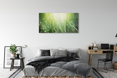 Obraz akrylowy Krople trawa słońce