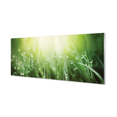 Obraz akrylowy Krople trawa słońce
