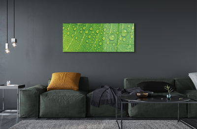 Obraz akrylowy Krople liść makro