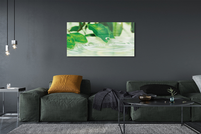 Obraz akrylowy Krople liście woda