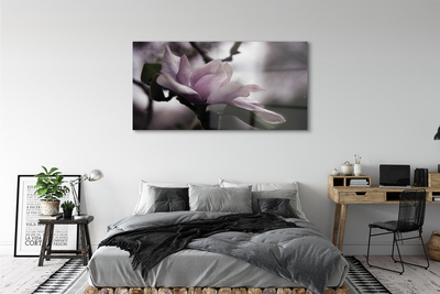 Obraz akrylowy Magnolia