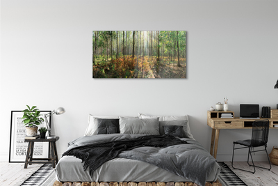 Obraz akrylowy Las drzewa brzozy