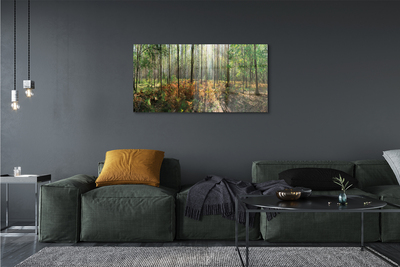 Obraz akrylowy Las drzewa brzozy