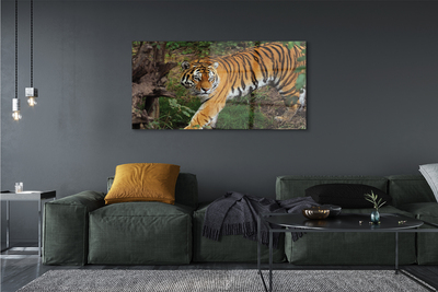 Obraz akrylowy Tygrys las