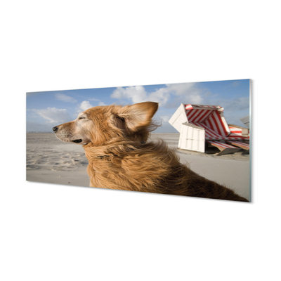 Obraz akrylowy Brązowy pies plaża