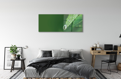Obraz akrylowy Kropla woda liść