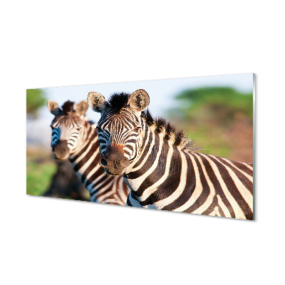 Obraz akrylowy Zebry