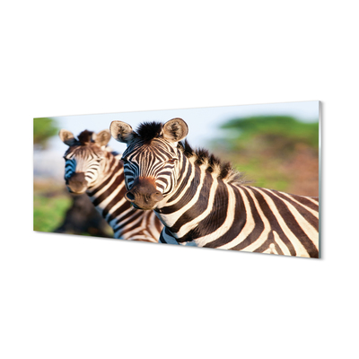 Obraz akrylowy Zebry